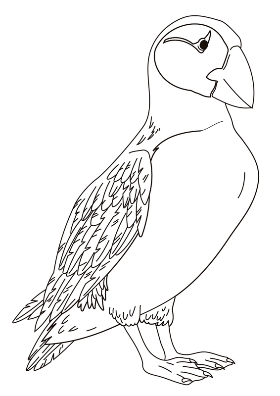 Dibujo para Colorear Aves Puffin