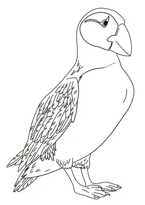 Vogels Papegaaiduiker