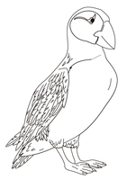 Vogels Papegaaiduiker