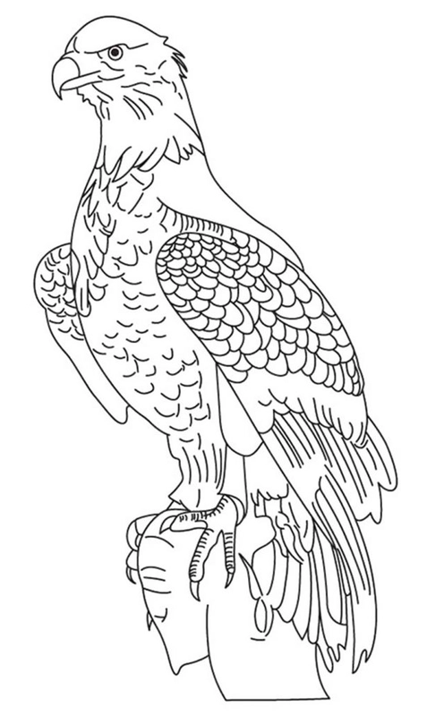 Dibujo para Colorear Pájaros Sentados Águila orgullosa