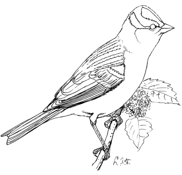 Dibujo para Colorear Pájaros Gorrión en rama