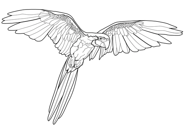 Dibujo para Colorear Pájaros Loro volador