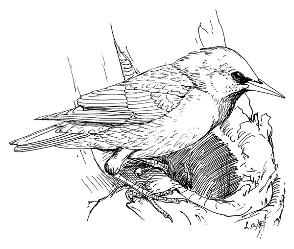 Birds Starling Coloring Page