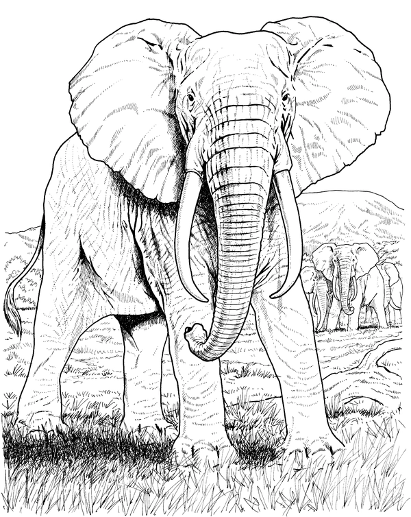 Elefant vor einer Gruppe stehend Ausmalbild