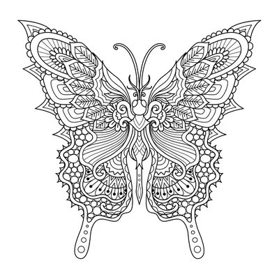 Detailed Butterfly