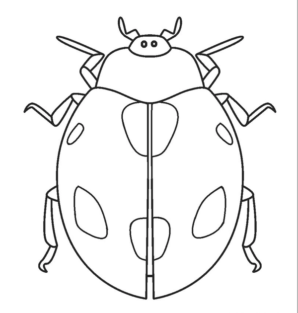 Ladybug Detailed Coloring Page