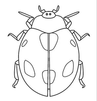 Coccinelle détaillée