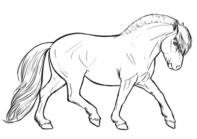 Fjord du cheval