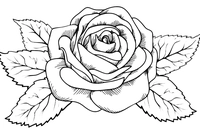 Rose détaillée avec feuilles