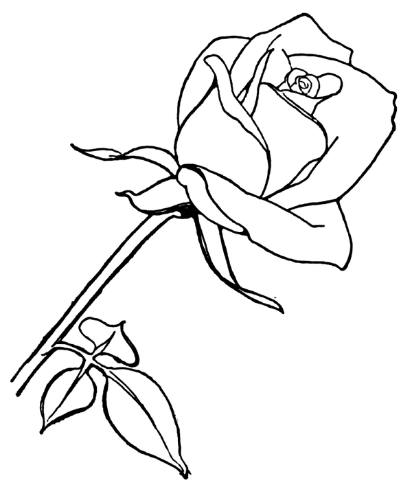 Long Rose Coloring Page