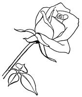 Lange Rose