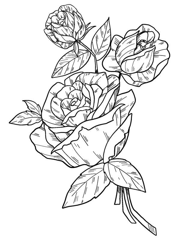 Three Roses with Leaves Coloring Page