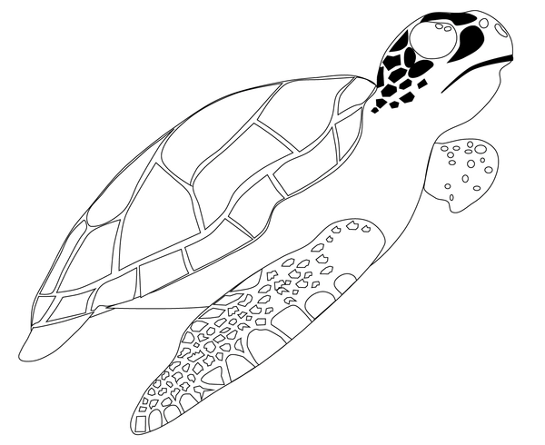 Sea Turtle Swimming Upwards Coloring Page