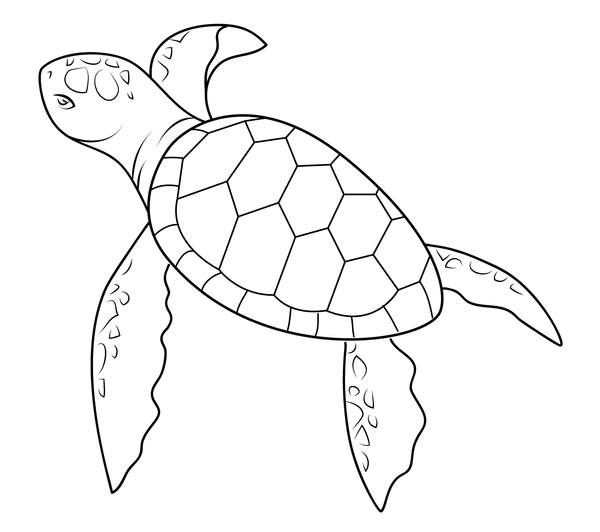Simple Swimming Turtle Coloring Page