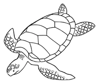 Schwimmende Schildkröte
