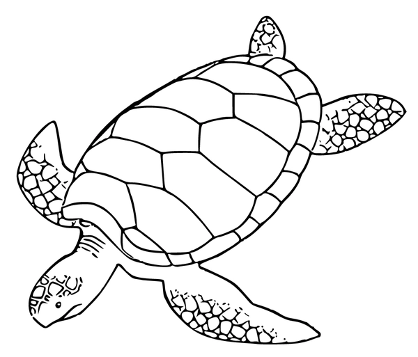 Zwemmende Schildpad Kleurplaat