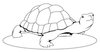 Schildpad Kijkt naar Boven