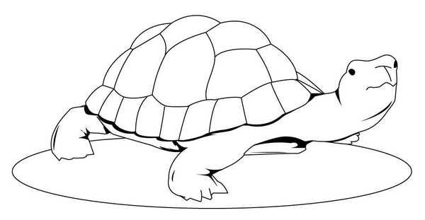 Turtle Looking Upwards Coloring Page
