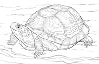 Schildkröte Detailliert