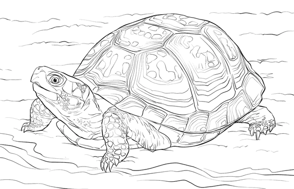 Turtle Detailed Coloring Page
