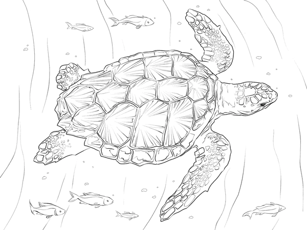Schildkröte schwimmt mit Fisch Ausmalbild