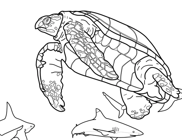 Turtle Swimming with Sharks Coloring Page