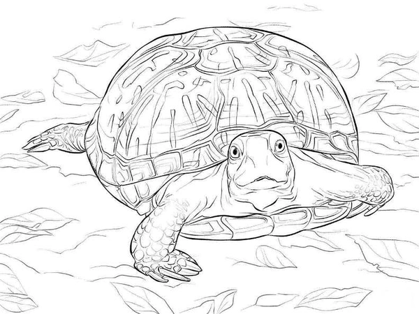 Turtle Walking Forward Detailed Coloring Page