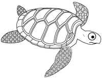 Schildpad met Grote Ogen