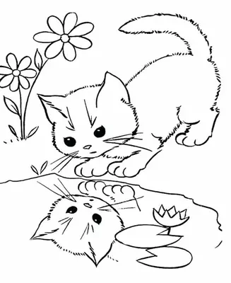 Kitten Looking into Water