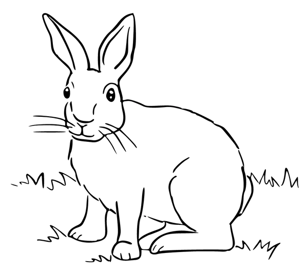 Bunny in Grass Coloring Page