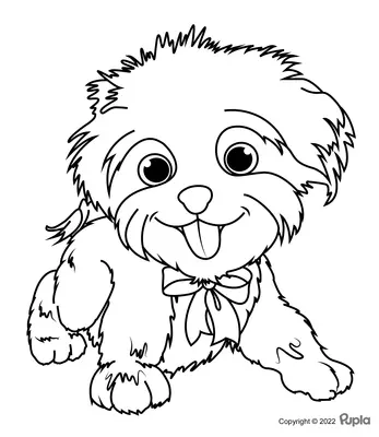 Hond Harige Puppy