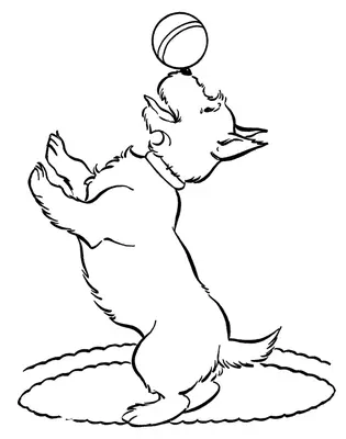 Chien avec balle
