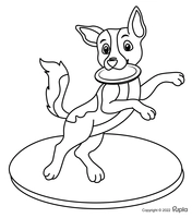 Perro con frisbee