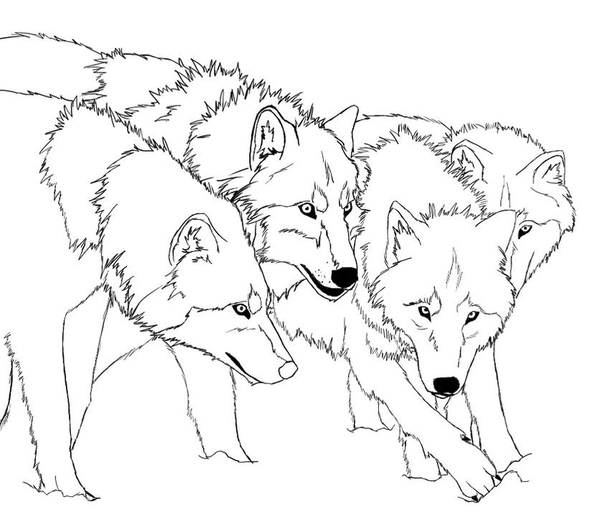 Four Wolves Together Coloring Page