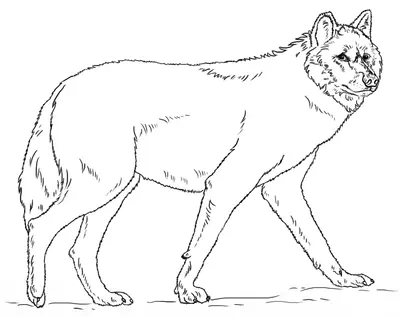 Gran lobo andante