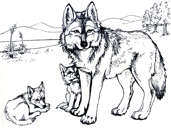 Coloriage Loup avec deux bébés loups