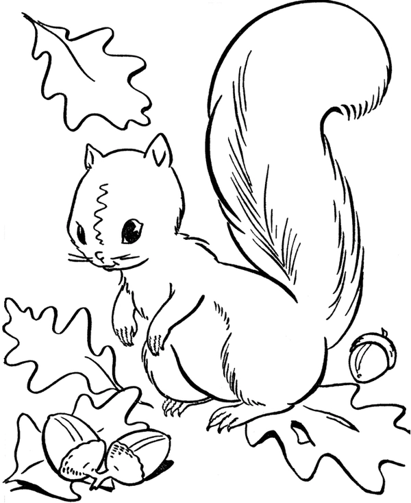 Coloriage Écureuil assis en automne et glands